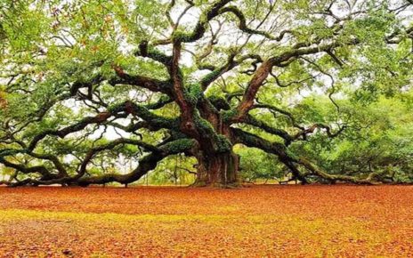 Legenda Pohon Mitos Bersifat Magis Ada Di Dunia