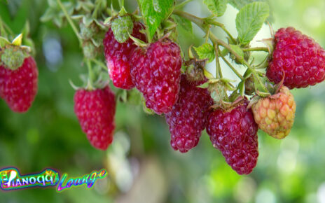 6 Manfaat Raspberry yang Sangat Baik untuk Kesehatan Tubuh