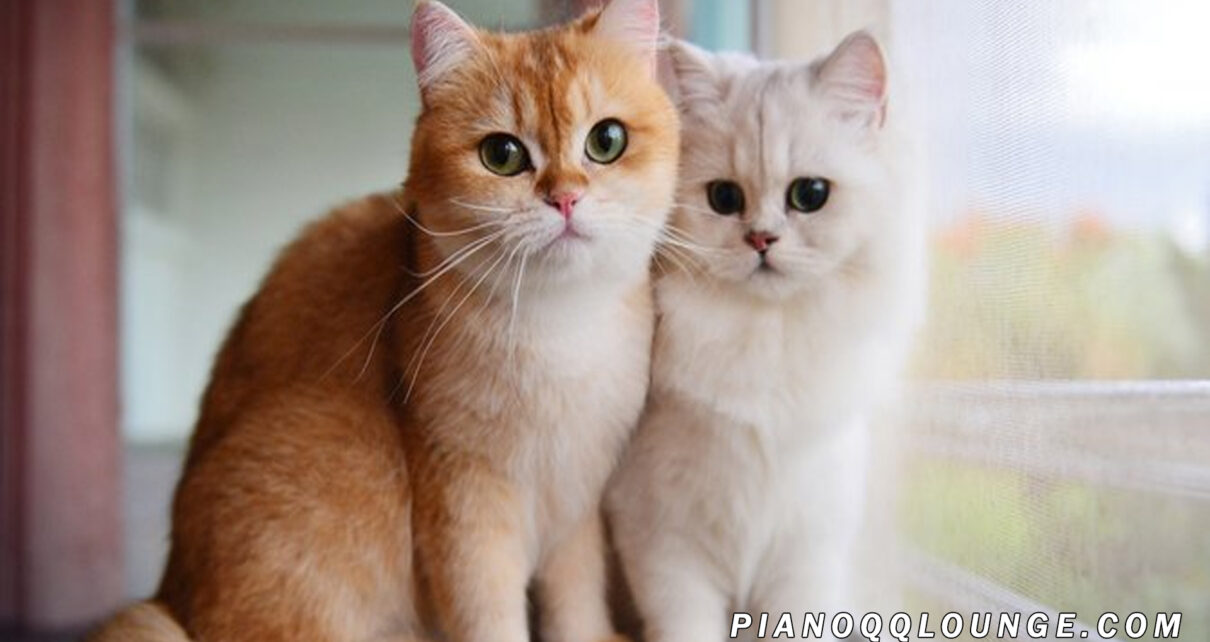 5 Cara Mudah Merawat Bulu Kucing Kesayangan Agar Tetap Sehat
