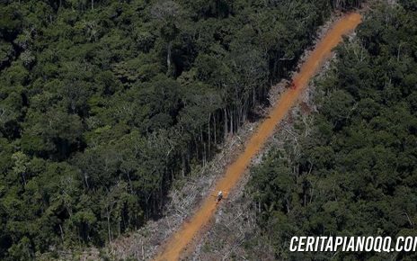 Pesawat Jatuh Di Hutan Amazon, Penumpangnya Belajar Dari Monyet
