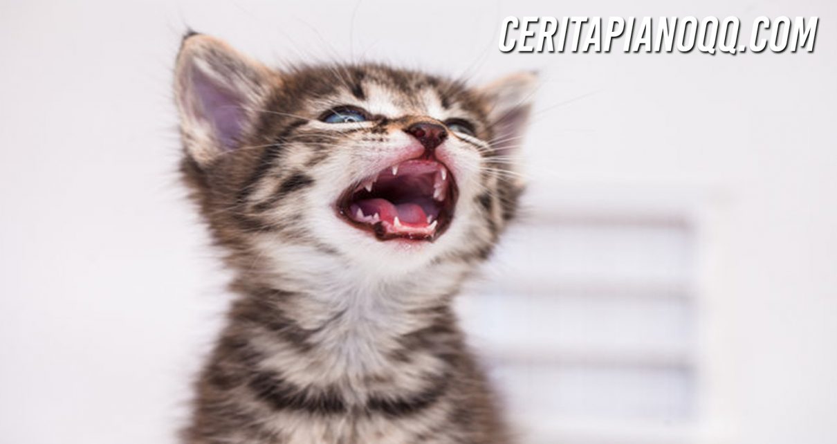 Fakta Menarik Gigi Kucing, Fungsinya Bukan Hanya untuk Makan