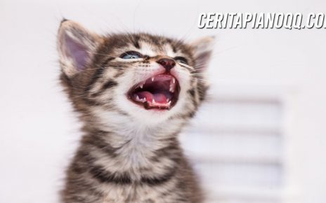 Fakta Menarik Gigi Kucing, Fungsinya Bukan Hanya untuk Makan