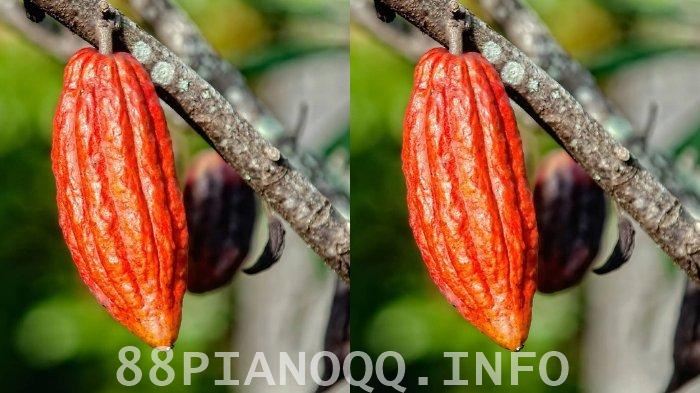 Khasiat Kakao Untuk Masalah Tekanan Darah Tinggi